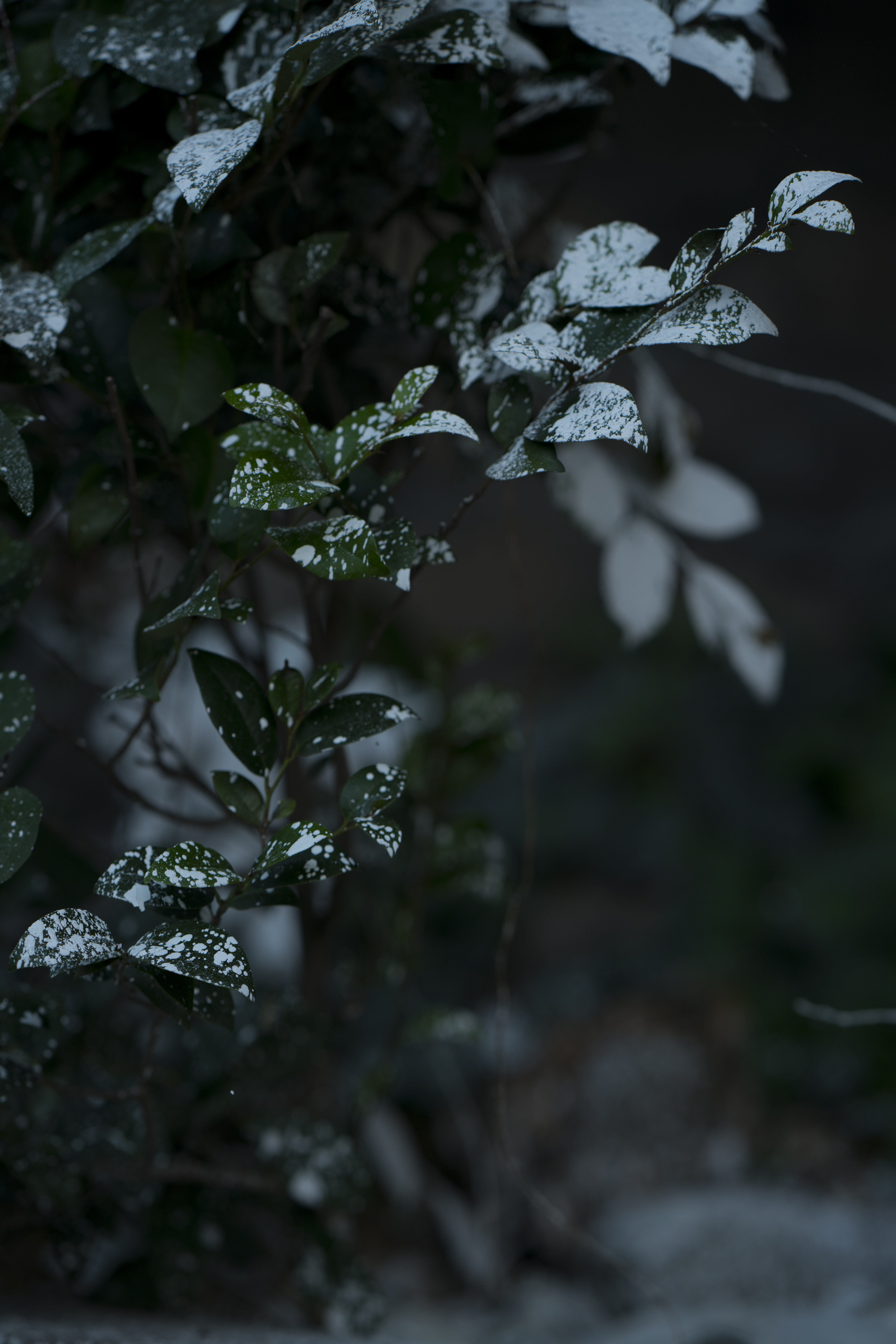 Painted Snow