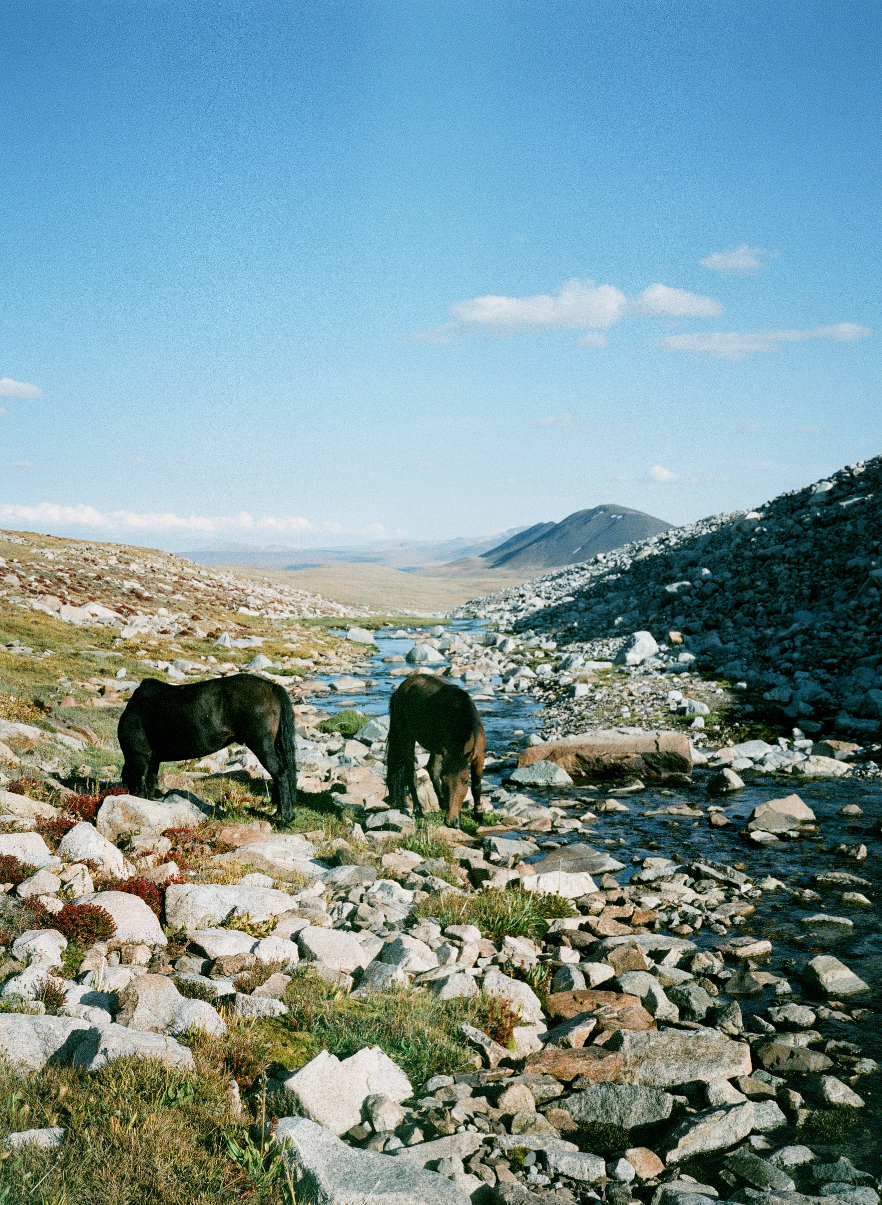 Horses
