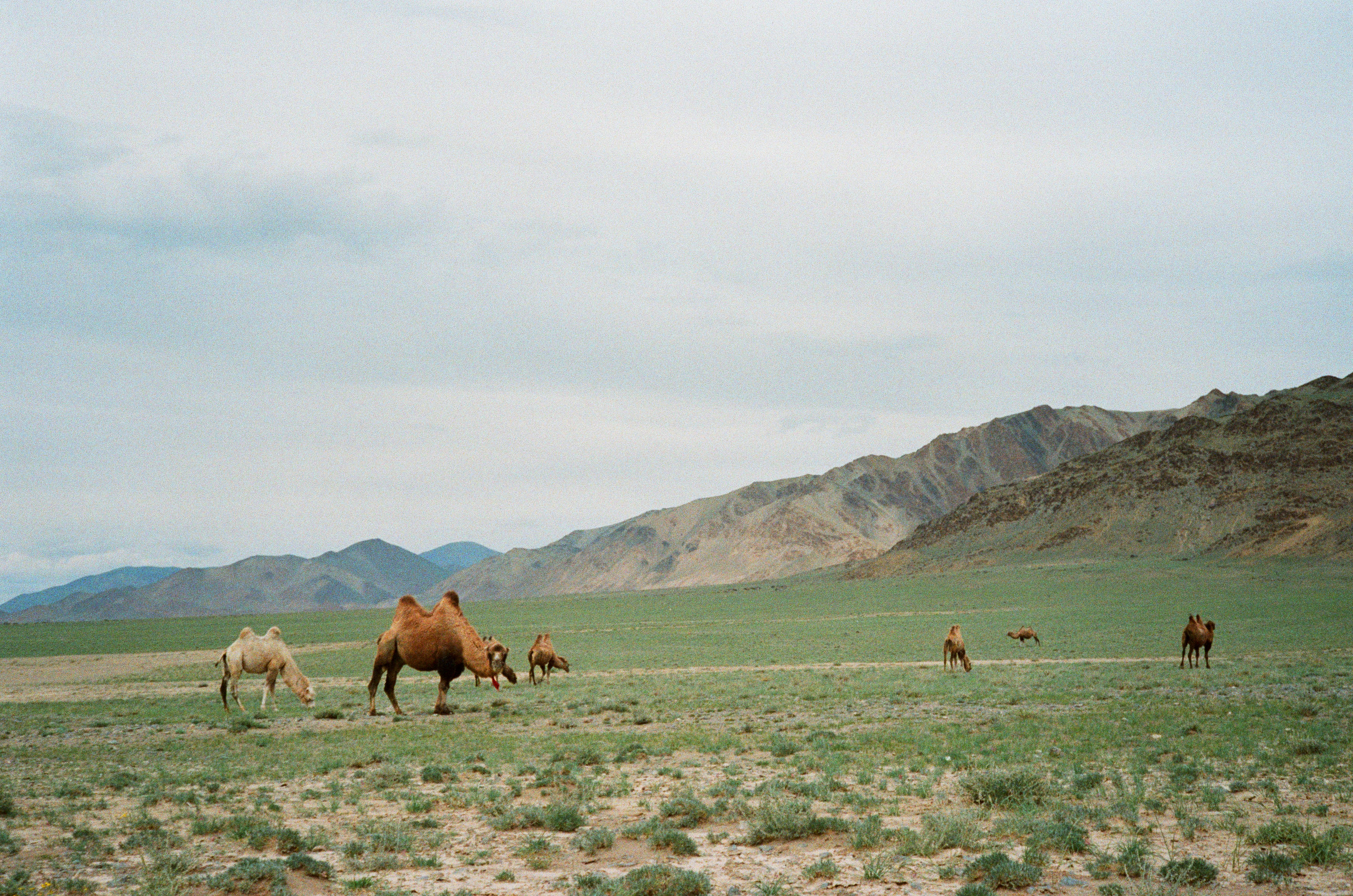 Camels